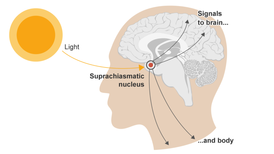 human centric lighting